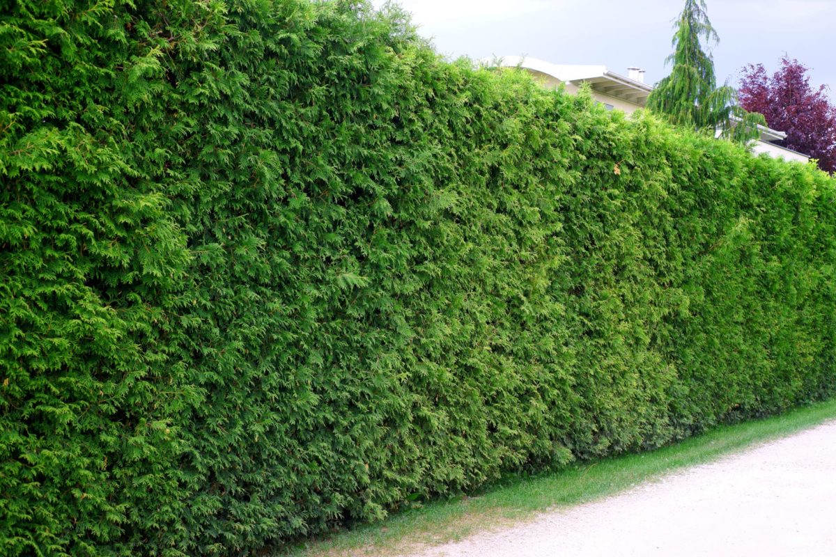 Lebensbaum Thuja Occidentalis Brabant Hecke
