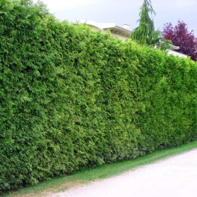 Lebensbaum Thuja Occidentalis Brabant Hecke