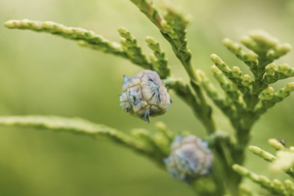 Samen / Knospen der Thuja Brabant