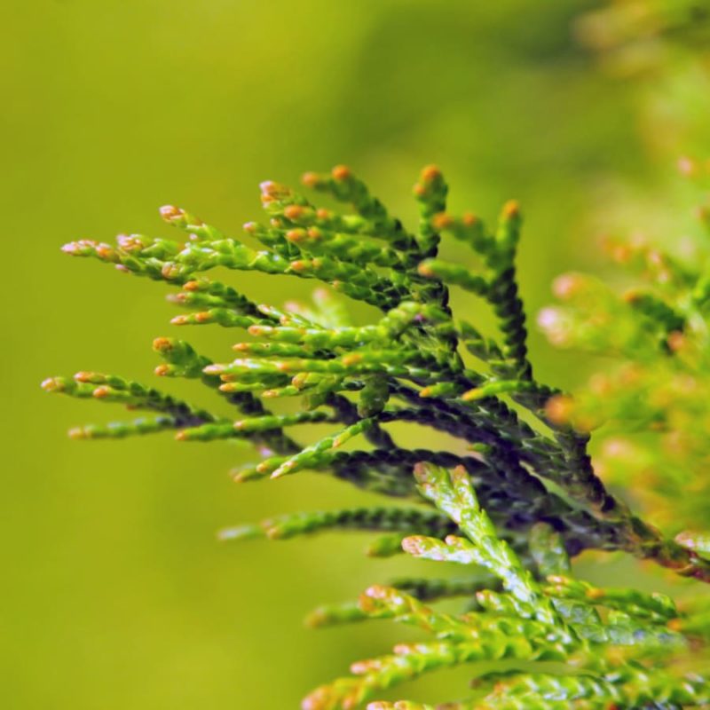 Thuja Brabant Blüte / Blütezeit