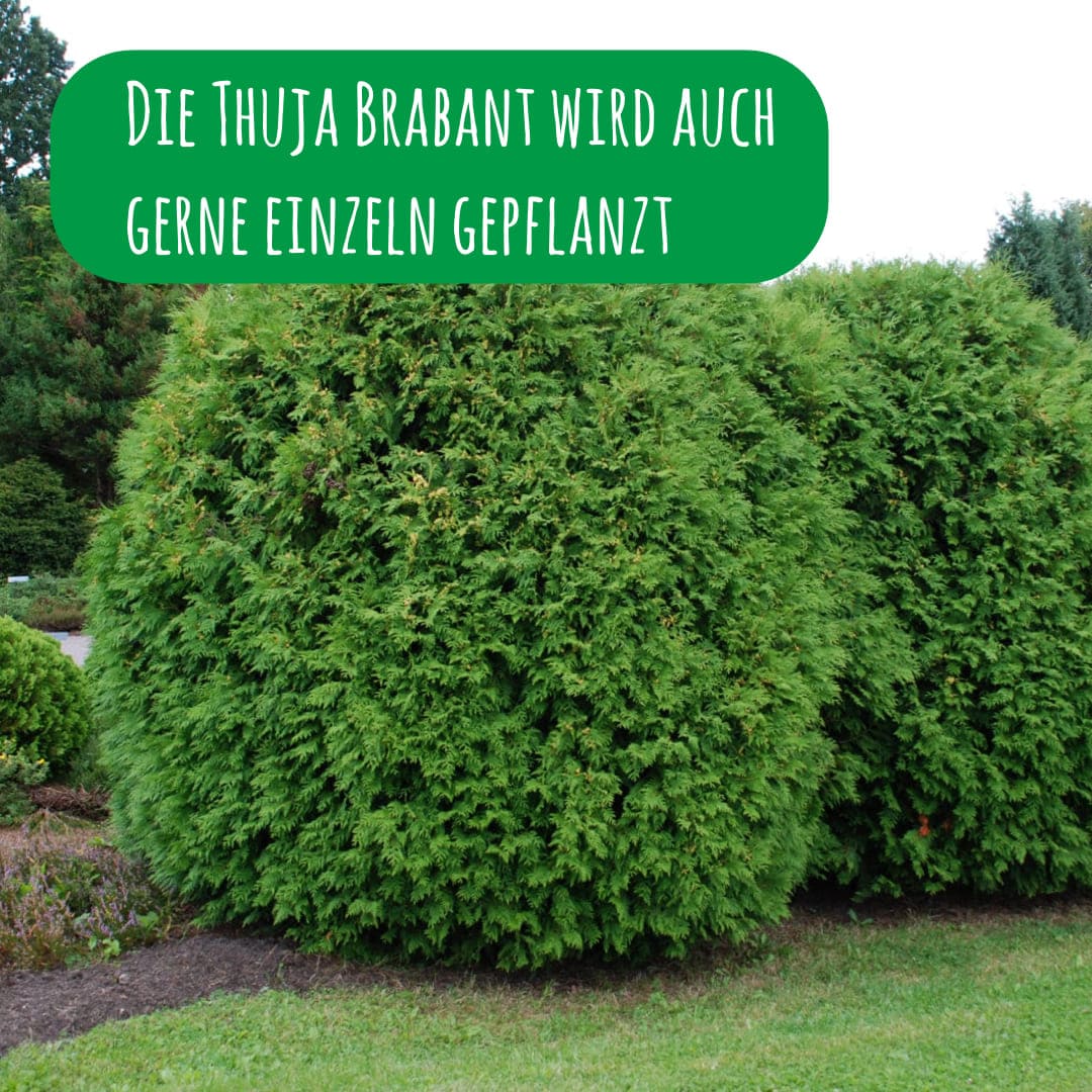 Die Thuja Brabant wird auch gerne einzeln gepflanzt