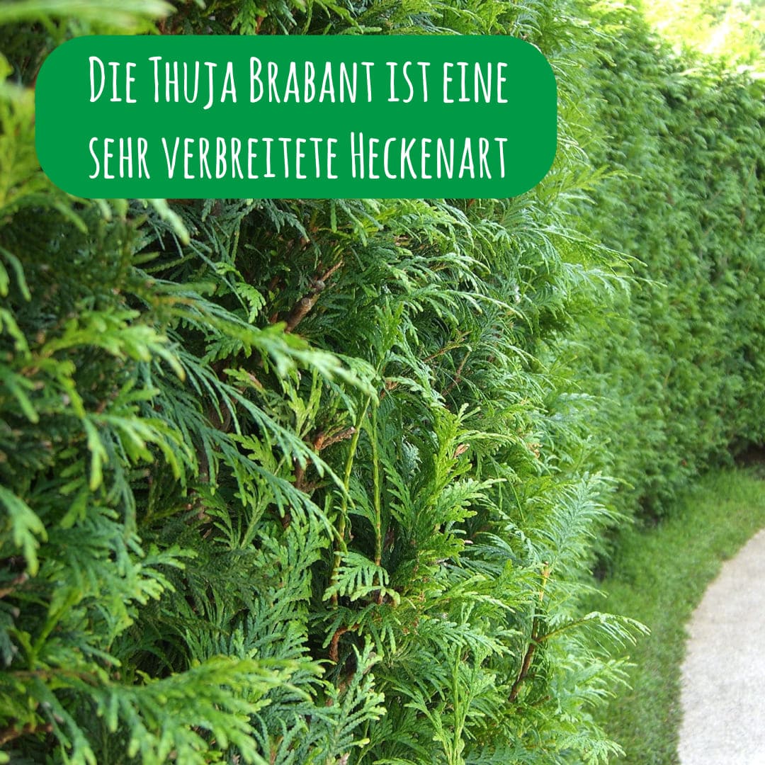 Die Thuja Brabant ist eine sehr verbreitete Heckenart