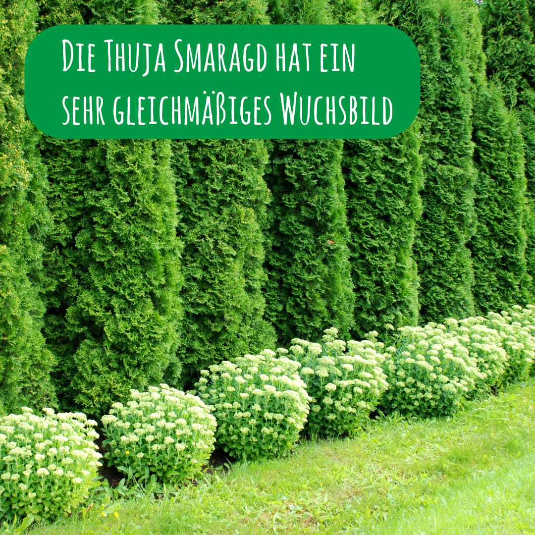 Die Thuja Smaragd hat ein sehr gleichmäßiges Wuchsbild
