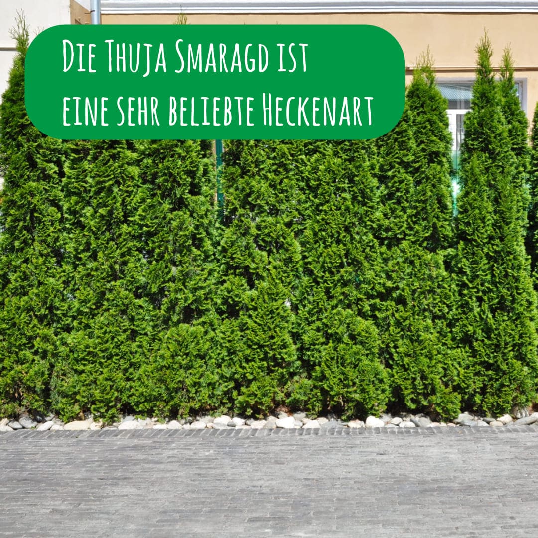 Die Thuja Smaragd ist eine sehr beliebte Heckenart