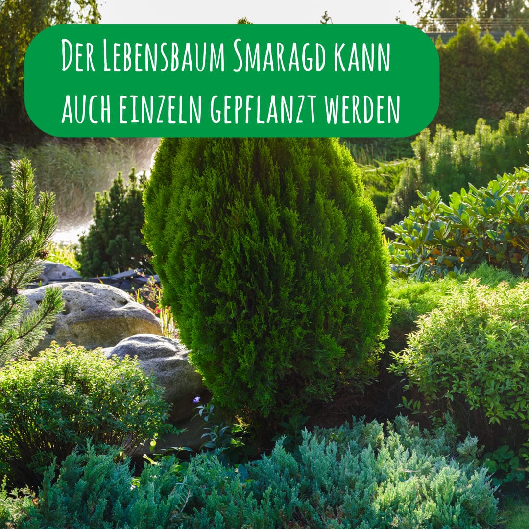 Der Lebensbaum Smaragd kann auch einzeln gepflanzt werden