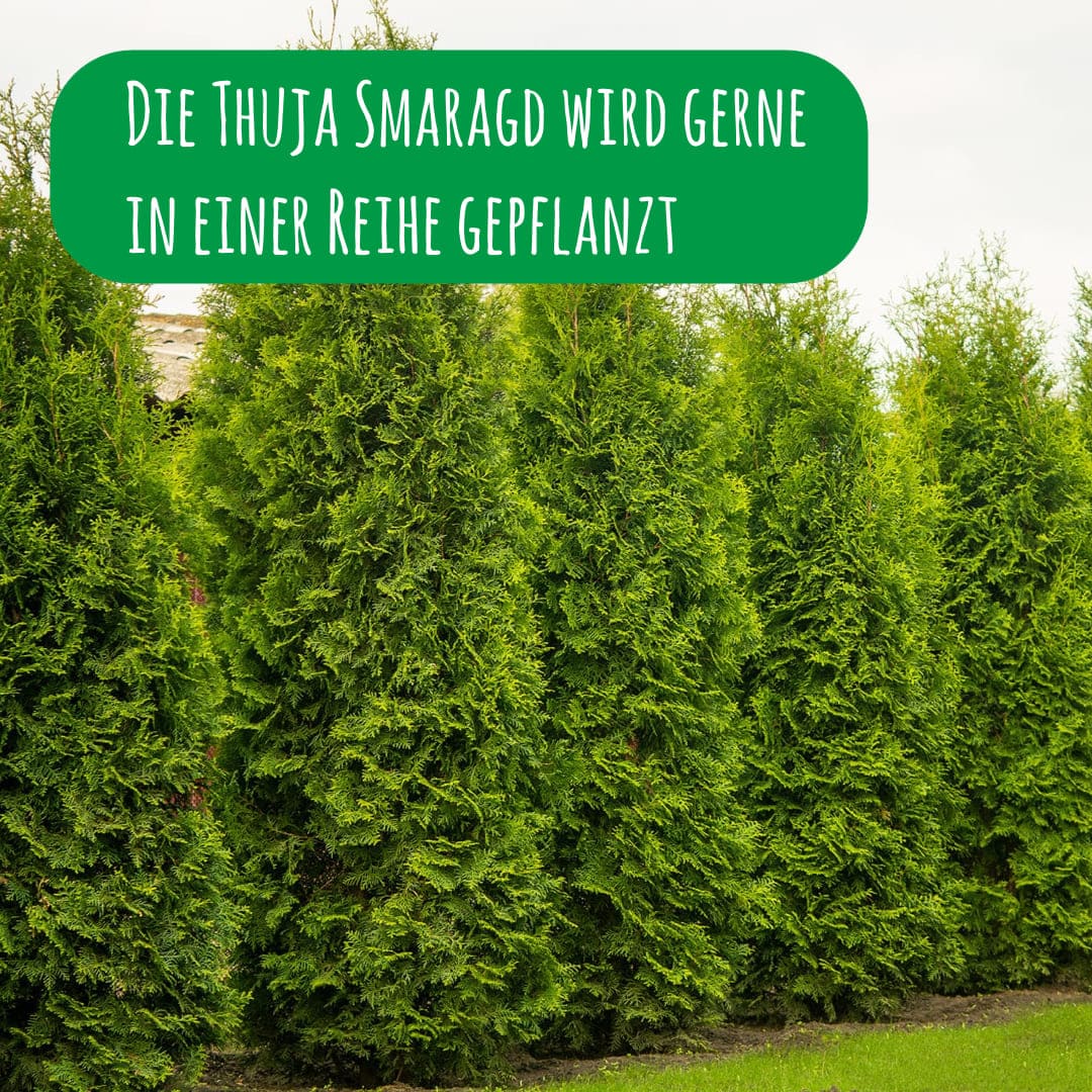Die Thuja Smaragd wird gerne in einer Reihe gepflanzt
