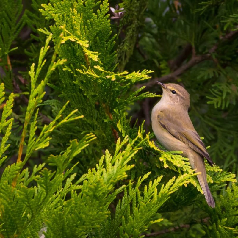 Thuja Smaragd Nadeln Nahaufnahme