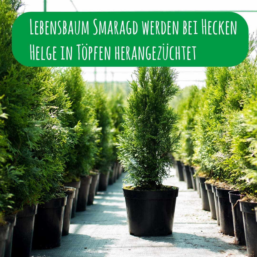 Lebensbaum Smaragd werden bei Hecken Helge in Töpfen herangezüchtet