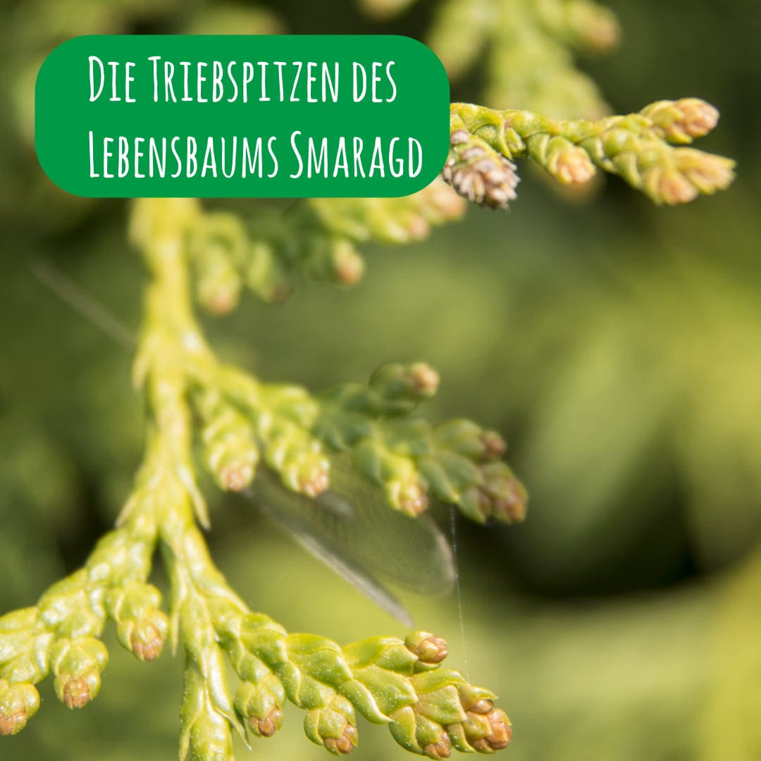 Die Triebspitzen des Lebensbaum Smaragd