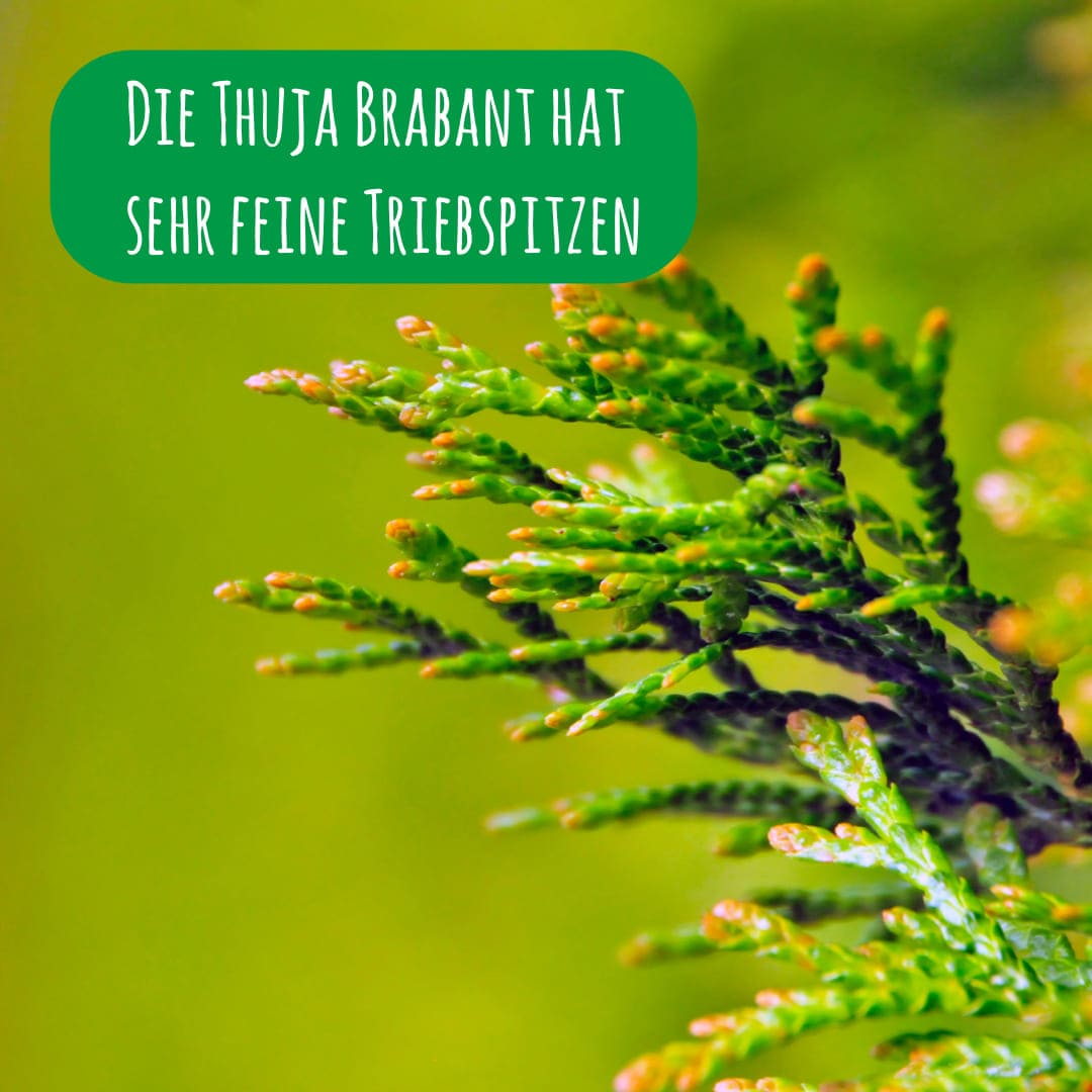 Die Thuja Brabant hat sehr feine Triebspitzen