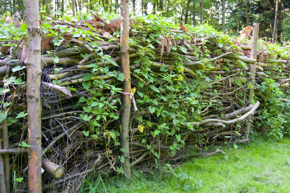 Heimische Hecke Benjeshecke