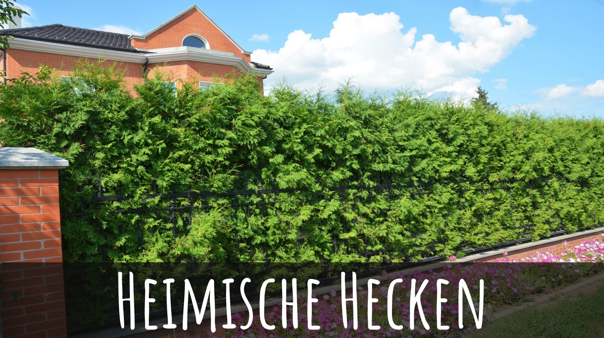 Die 8 beliebtesten Heimischen Hecken [Vorteile + Liste]