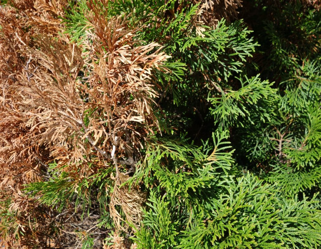 Thuja Brabant Hecke Krankheit bräunlich