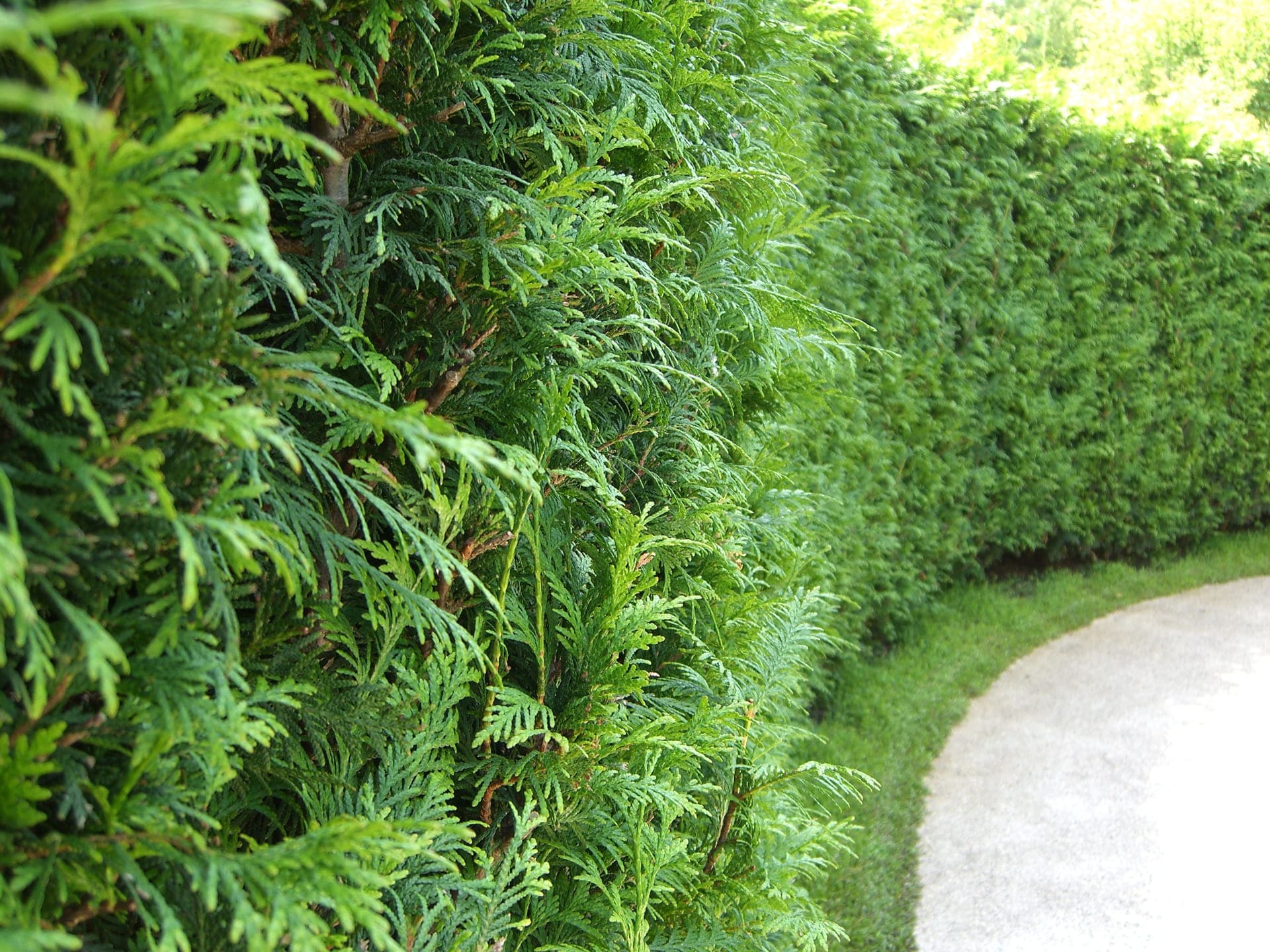 Thuja Brabant Hecke Wuchs