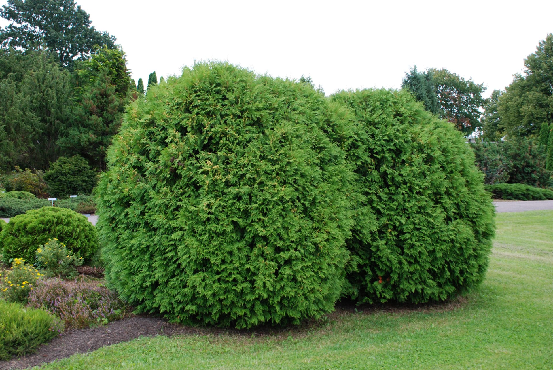 Thuja BrabantHecke richtig pflanzen & pflegen (7 Schritte) Hecken Helge