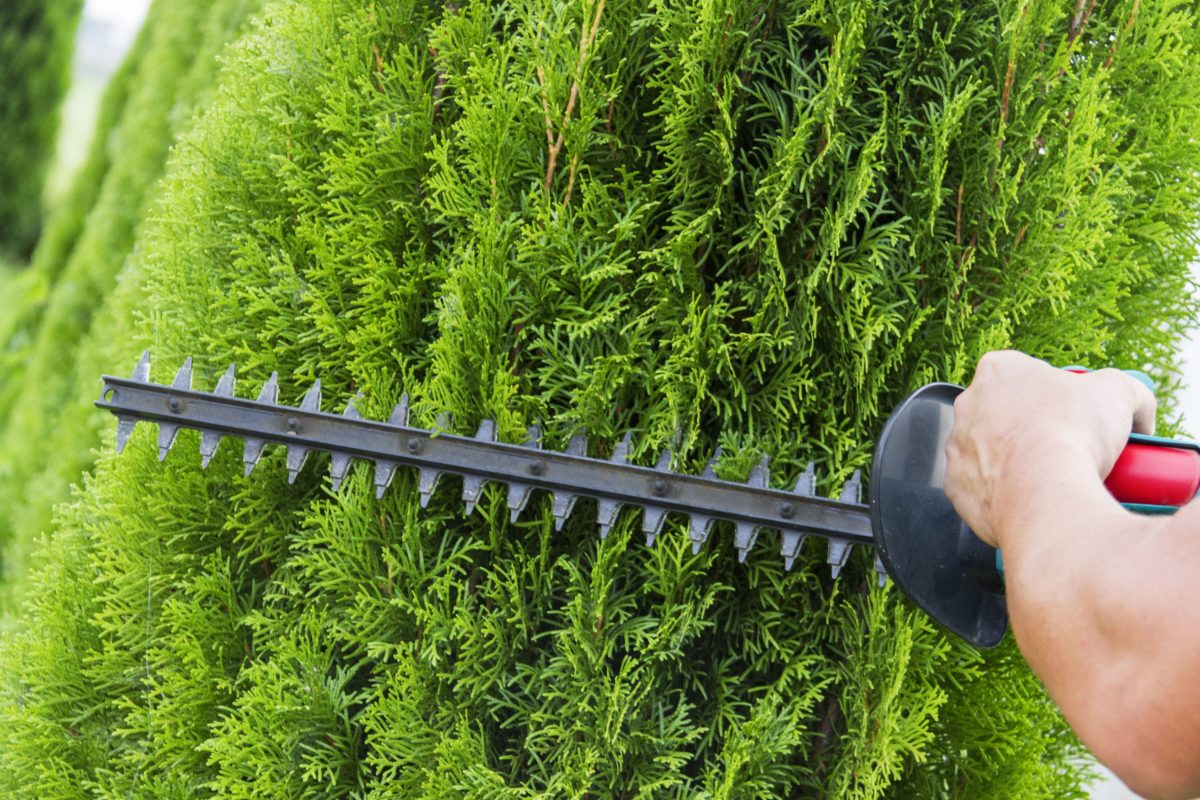 Thuja SmaragdHecke pflanzen & pflegen (7 Schritte) Hecken Helge