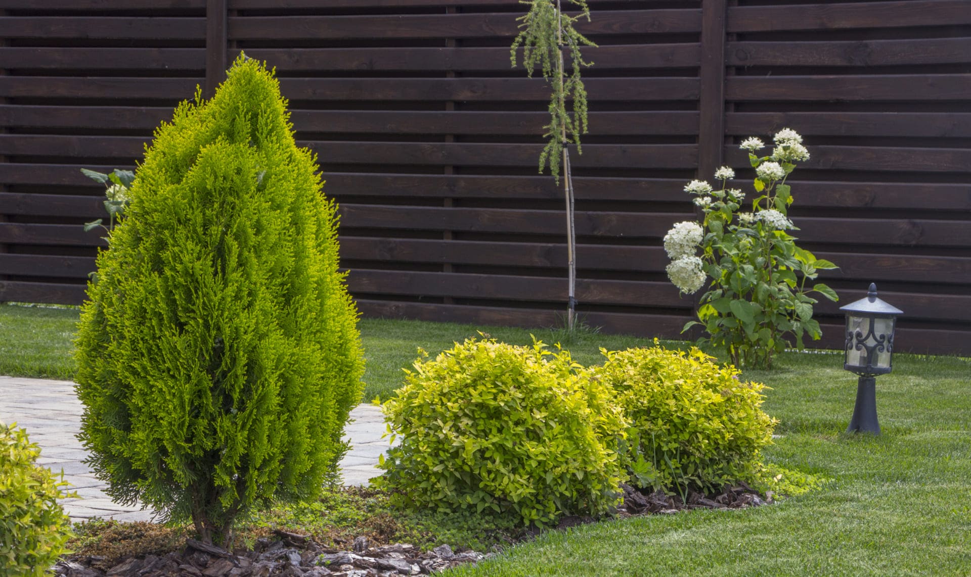 Thuja Occidentalis Brabant » Steckbrief & Ratgeber Hecken Helge