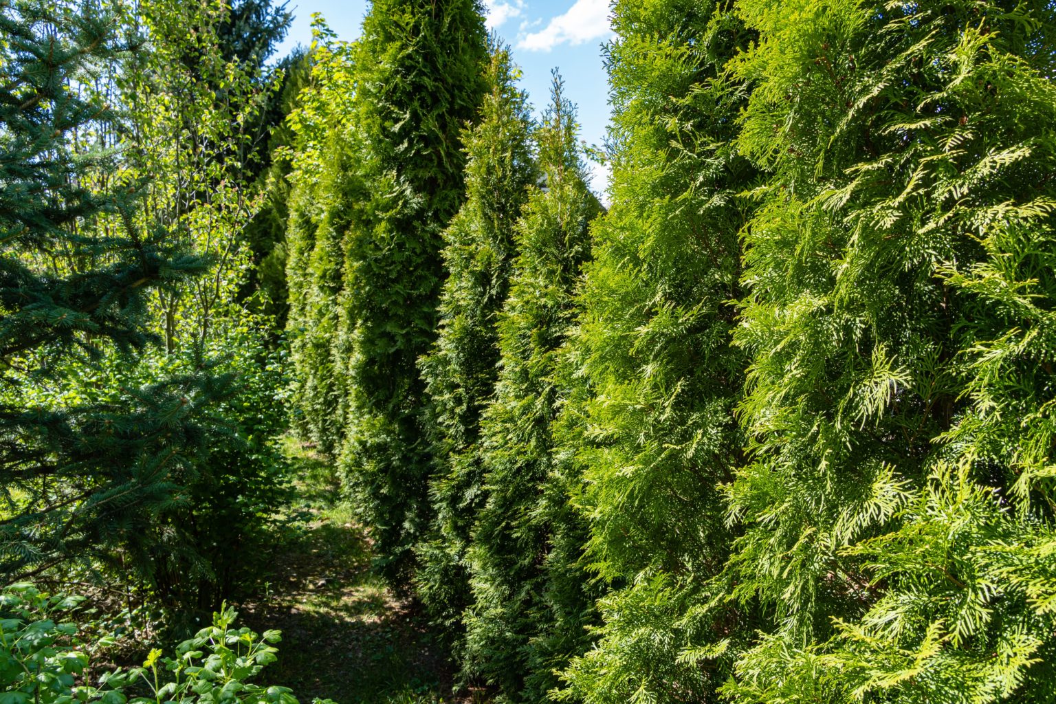 Thuja SmaragdHecke pflanzen & pflegen (7 Schritte) Hecken Helge