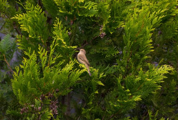 Thuja occidentalis Smaragd Tiere und Umwelt