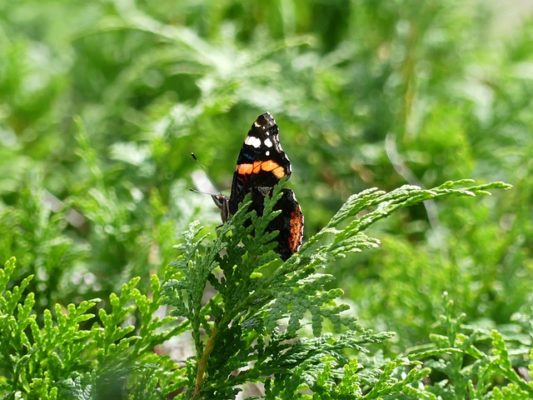 Heimische Hecken Insekten