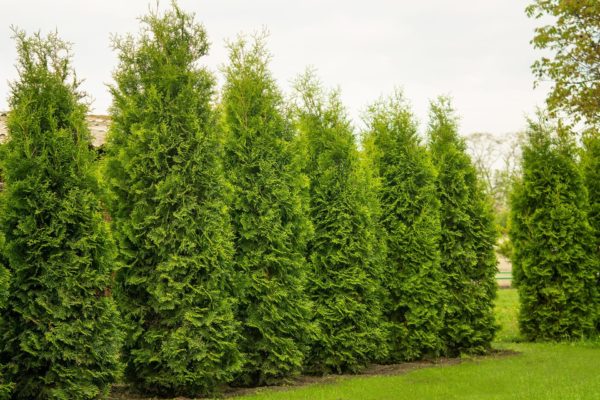 Hecke Thuja occidentalis Smaragd