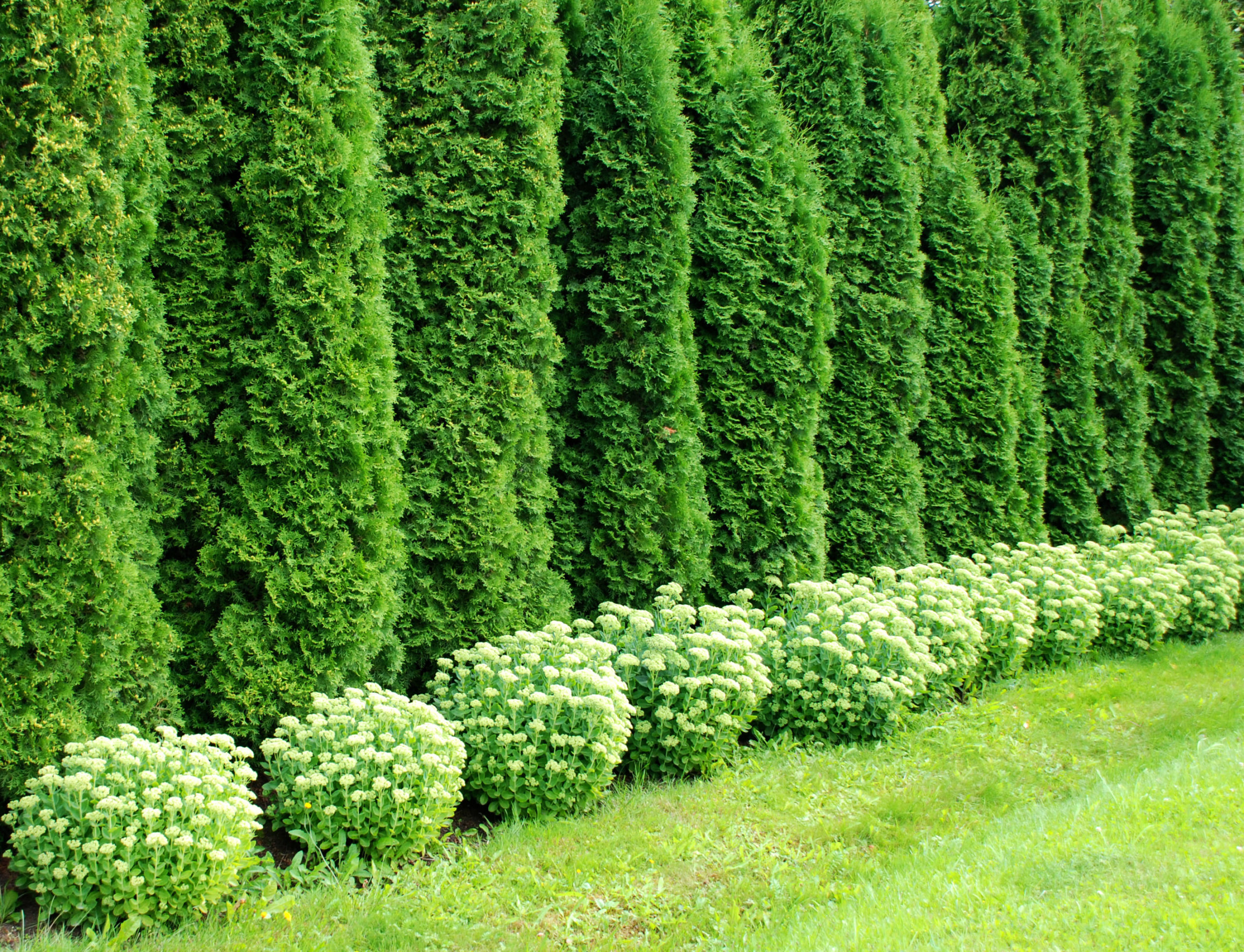 Pflege der Thuja occidentalis Smaragd