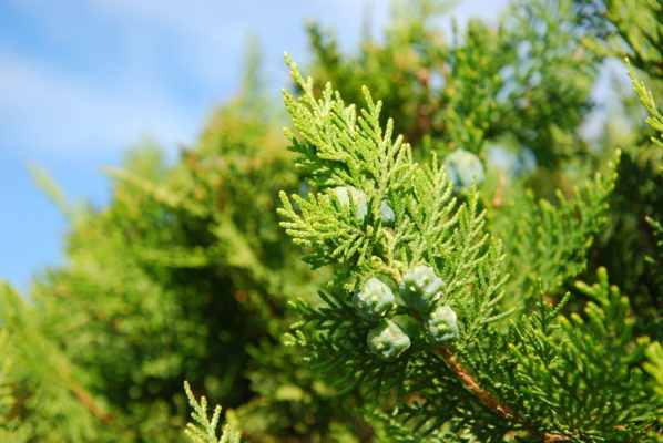 Thuja Smaragd Samen Knospen