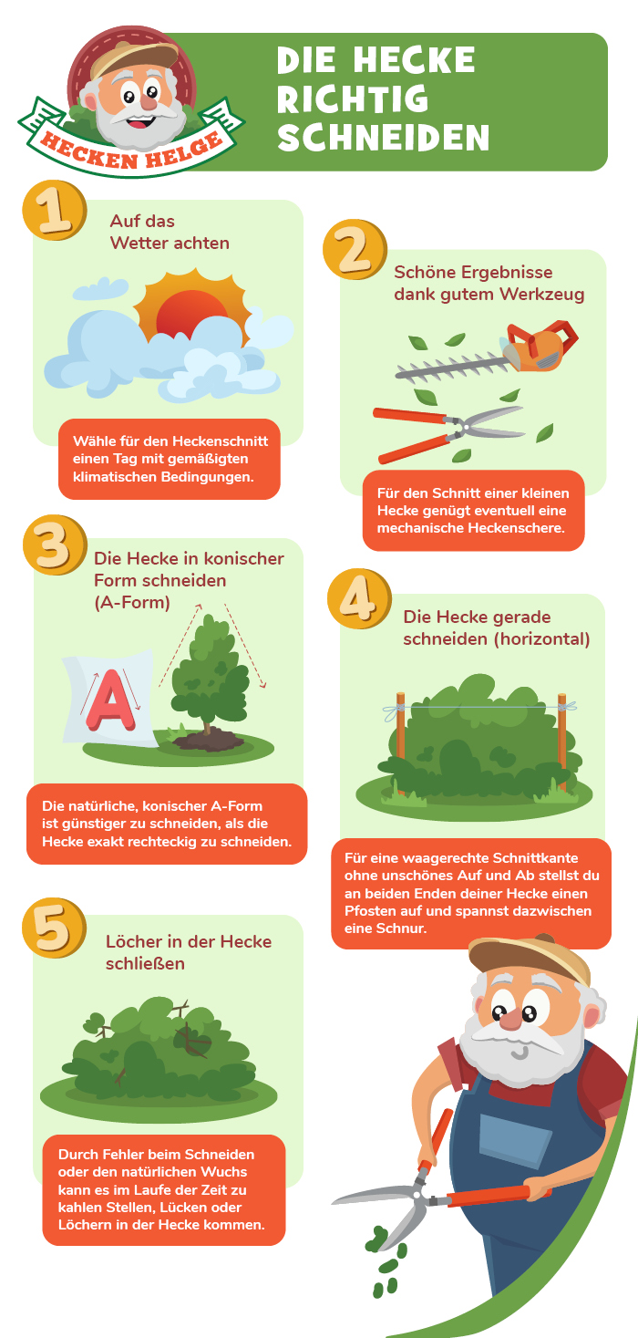 Richtig die Hecke schneiden » Wann & Wie? inkl. 5 Tipps