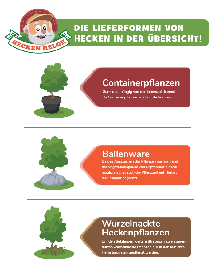 Beste Pflanzzeit für Hecken » Wann am besten welche Hecke pflanzen?