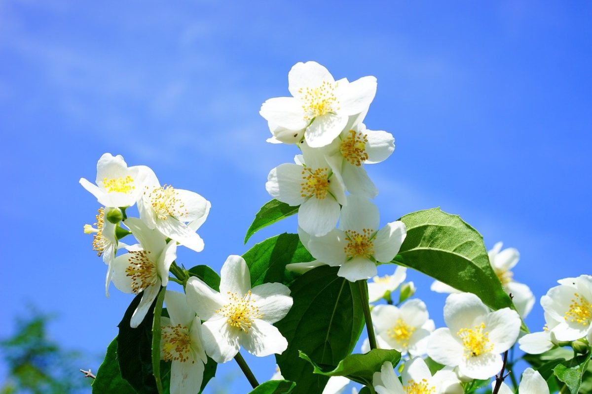 Hecken Sträucher: Bauernjasmin