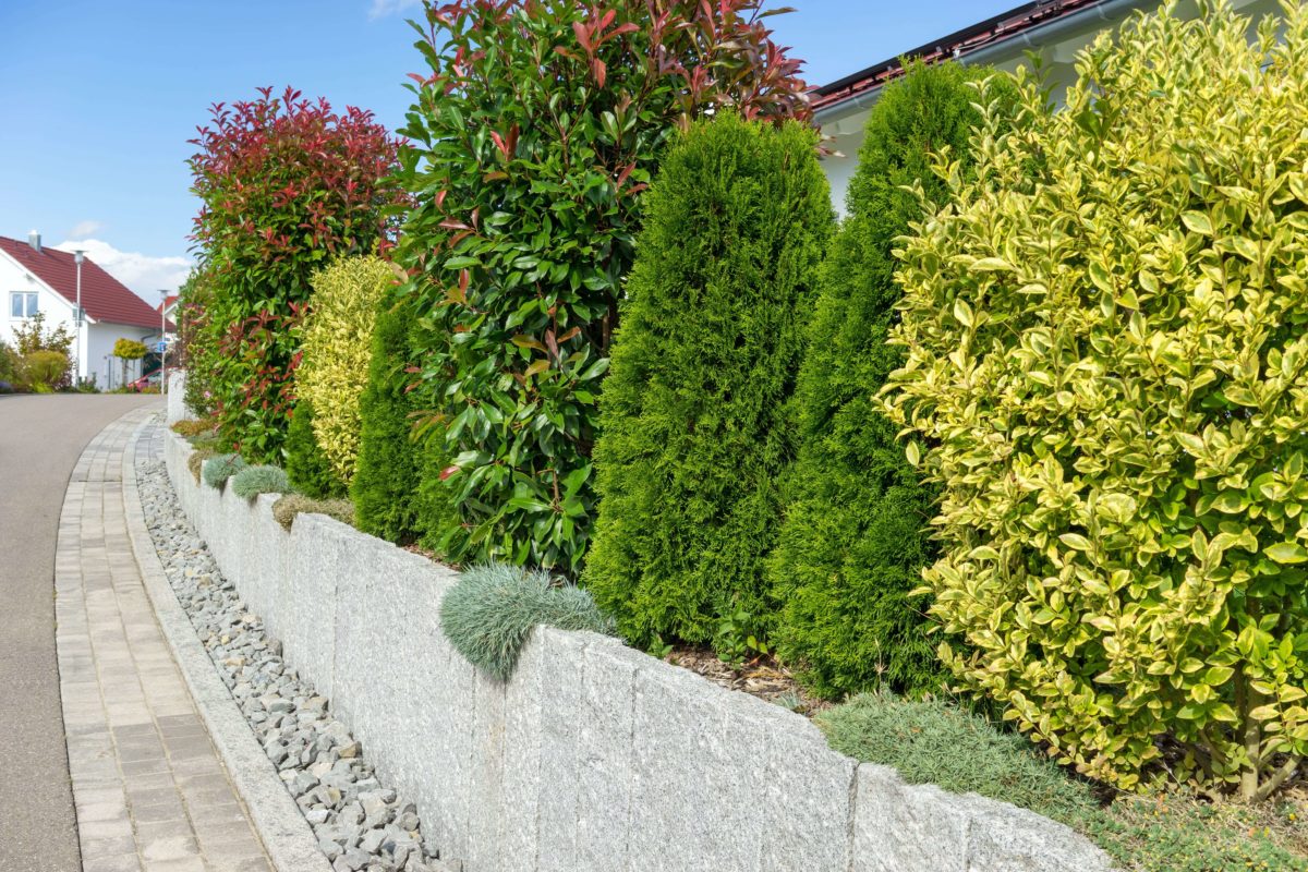Hecken Sträucher Der ultimative Ratgeber + die 8 beliebtesten