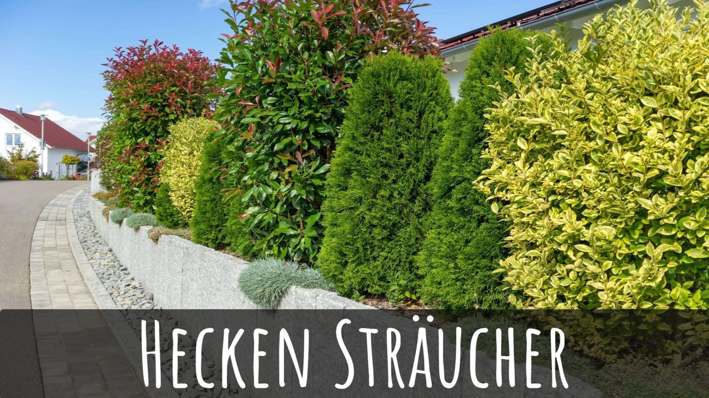 Heckenpflanzen Ratgeber Hecken Helge