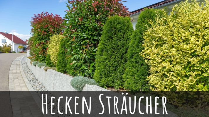 Hecken Sträucher