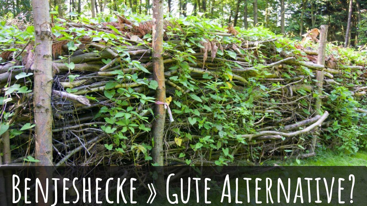 Die Benjeshecke » kostengünstige Alternative zur grünen Hecke?