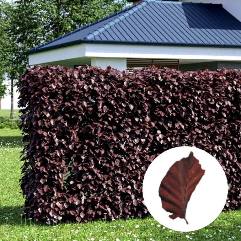Die perfekte Buchenhecke kaufen & pflanzen » Helges XXL Ratgeber