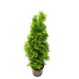 Thuja Smaragd kaufen  Preise & Liefertermine