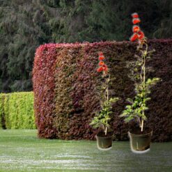 Blutbuchen-Hecke (Fagus sylvatica Purpurea) kaufen