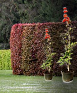 Blutbuchen-Hecke (Fagus sylvatica Purpurea) kaufen