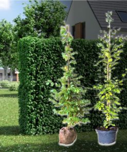 Hainbuche-Hecke (Carpinus Betulus) kaufen