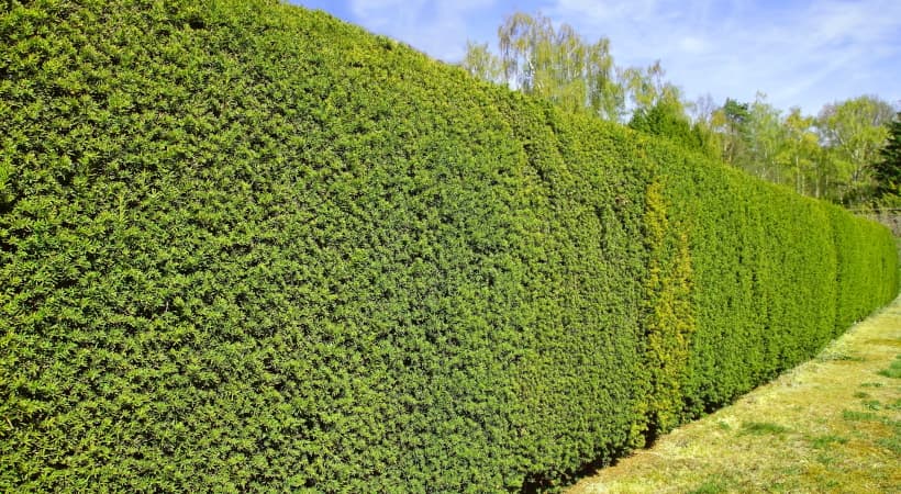 BALDUR Garten Eiben-Hecke, 1 Pflanze, Taxus baccata, winterhart,  Heckenpflanze, immergrün, für Standort im Schatten geeignet, Sichtschutz,  weiche