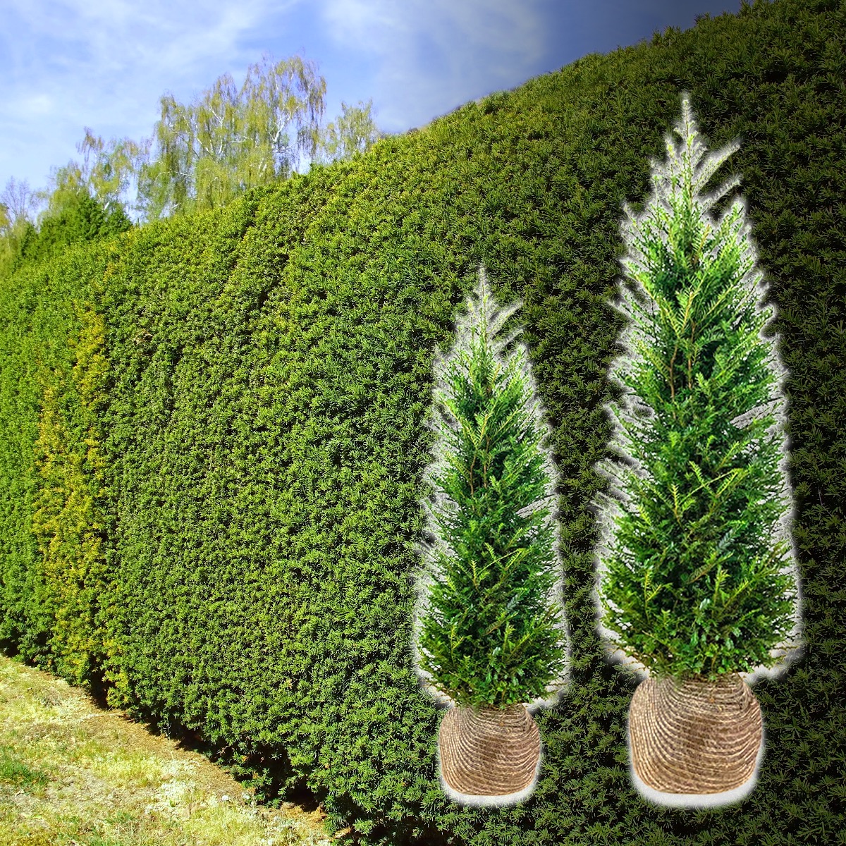 Heimische Eibe - Topfware - 40 - 60 cm - Taxus baccata (Heckenpflanzen)