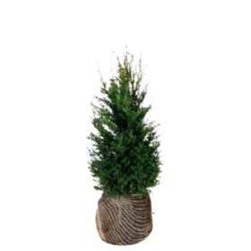 größter gummibaum der welt Gummibaum Ficus Elastica Robusta Zimmerpflanze Ø40cm ↕170cm