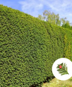 Heimische Eiben-Hecke (Taxus baccata)