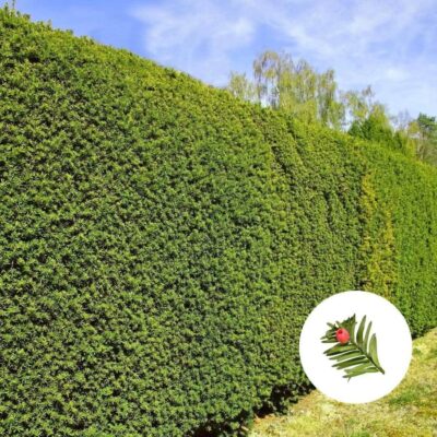 Heimische Eiben-Hecke (Taxus baccata)