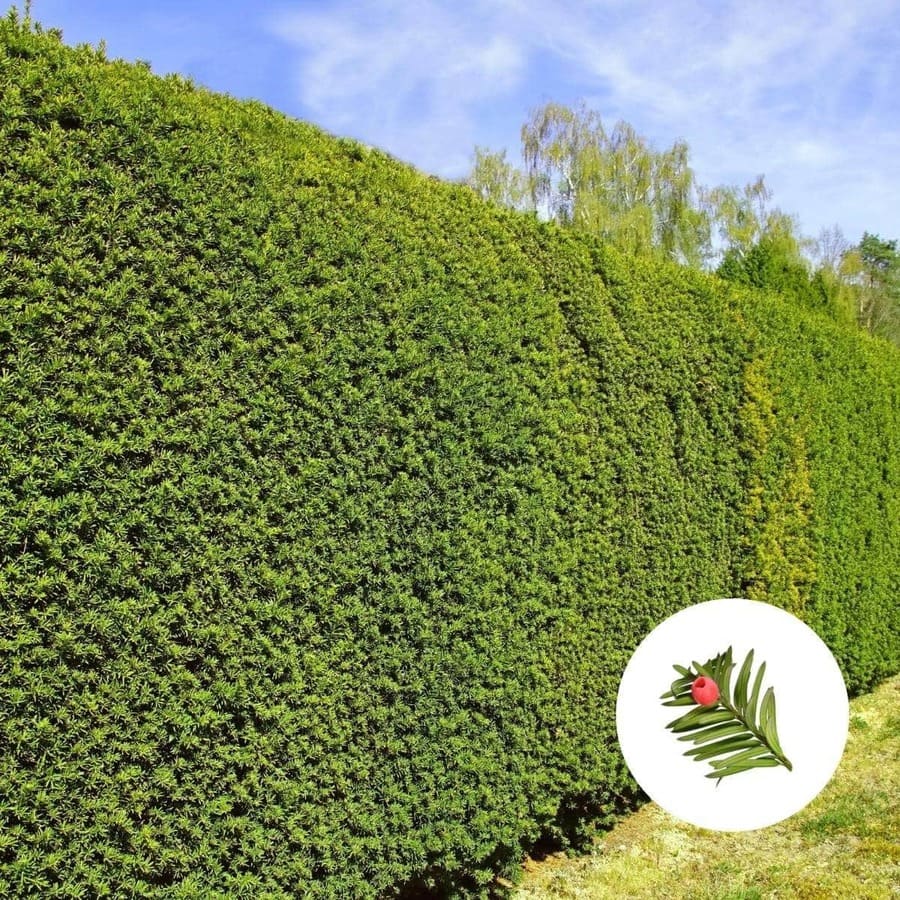 Heimische Eiben-Hecke (Taxus baccata)
