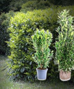 Kaukasischer Kirschlorbeer Hecke(Prunus laurocerasus Caucasica) kaufen
