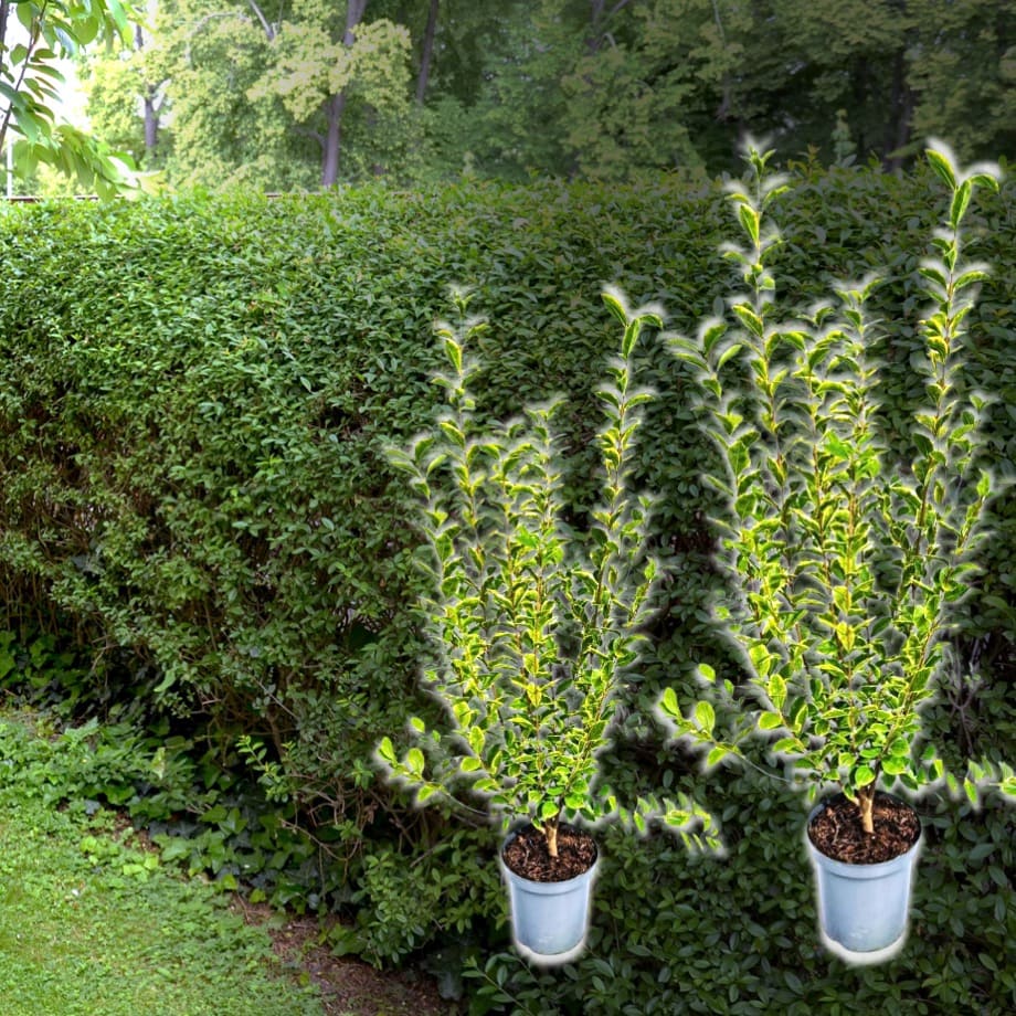 Ovalblättriger Liguster-Hecke (Ligustrum Ovalifolium) kaufen
