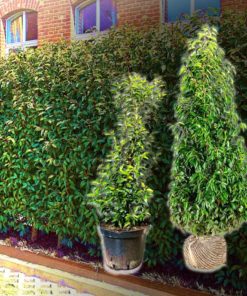 Portugiesischer Kirschlorbeer Hecke (Prunus Lusitanica) kaufen
