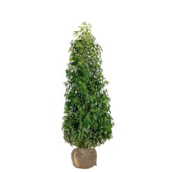 Portugiesischer Kirschlorbeer 160-180cm (Prunus Lusitanica)