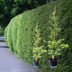 Rotbuchen-Hecke (Fagus Sylvatica) kaufen